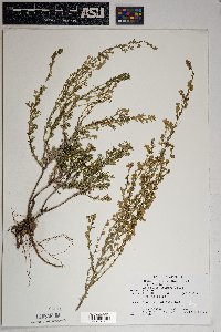 Artemisia frigida image