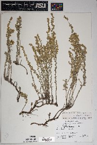 Artemisia frigida image