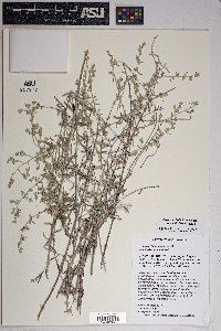 Artemisia ludoviciana subsp. albula image