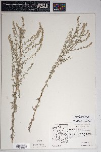 Artemisia ludoviciana subsp. albula image