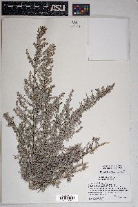 Artemisia ludoviciana subsp. albula image