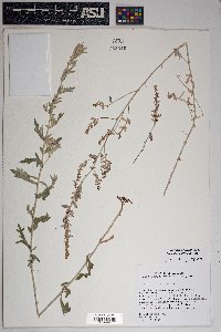 Artemisia ludoviciana subsp. albula image