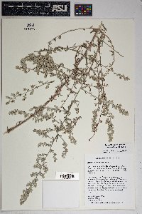 Artemisia ludoviciana subsp. albula image