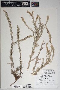 Artemisia ludoviciana subsp. albula image