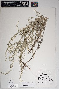 Artemisia ludoviciana subsp. albula image