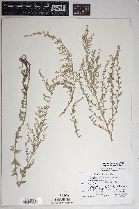 Artemisia ludoviciana subsp. albula image