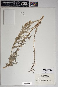 Artemisia ludoviciana subsp. albula image