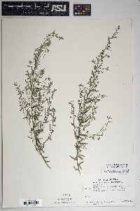 Artemisia ludoviciana subsp. albula image