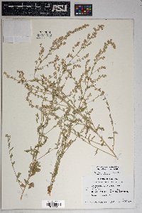 Artemisia ludoviciana subsp. albula image