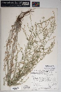 Artemisia ludoviciana subsp. albula image