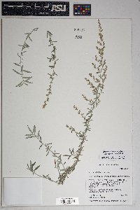 Artemisia ludoviciana subsp. albula image