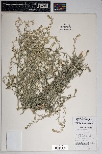 Artemisia ludoviciana subsp. mexicana image