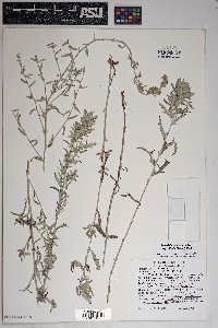 Artemisia ludoviciana subsp. albula image