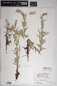 Artemisia ludoviciana subsp. ludoviciana image