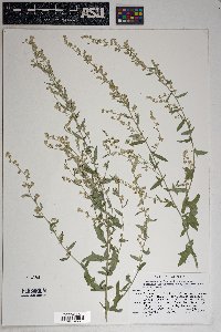 Artemisia ludoviciana subsp. mexicana image