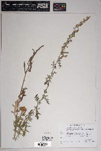 Artemisia ludoviciana subsp. mexicana image