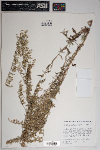 Artemisia ludoviciana subsp. mexicana image