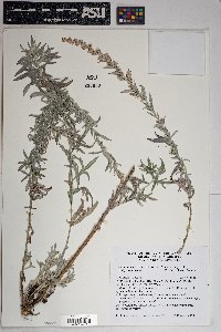 Artemisia ludoviciana subsp. mexicana image