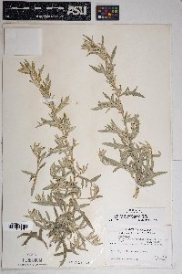 Artemisia ludoviciana subsp. mexicana image