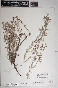 Artemisia ludoviciana subsp. ludoviciana image