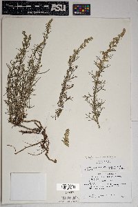 Artemisia ludoviciana subsp. mexicana image