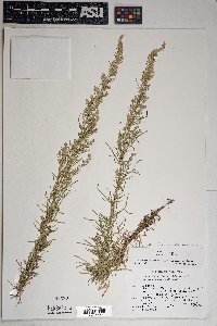 Artemisia ludoviciana subsp. mexicana image