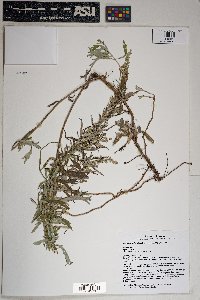 Artemisia ludoviciana subsp. sulcata image