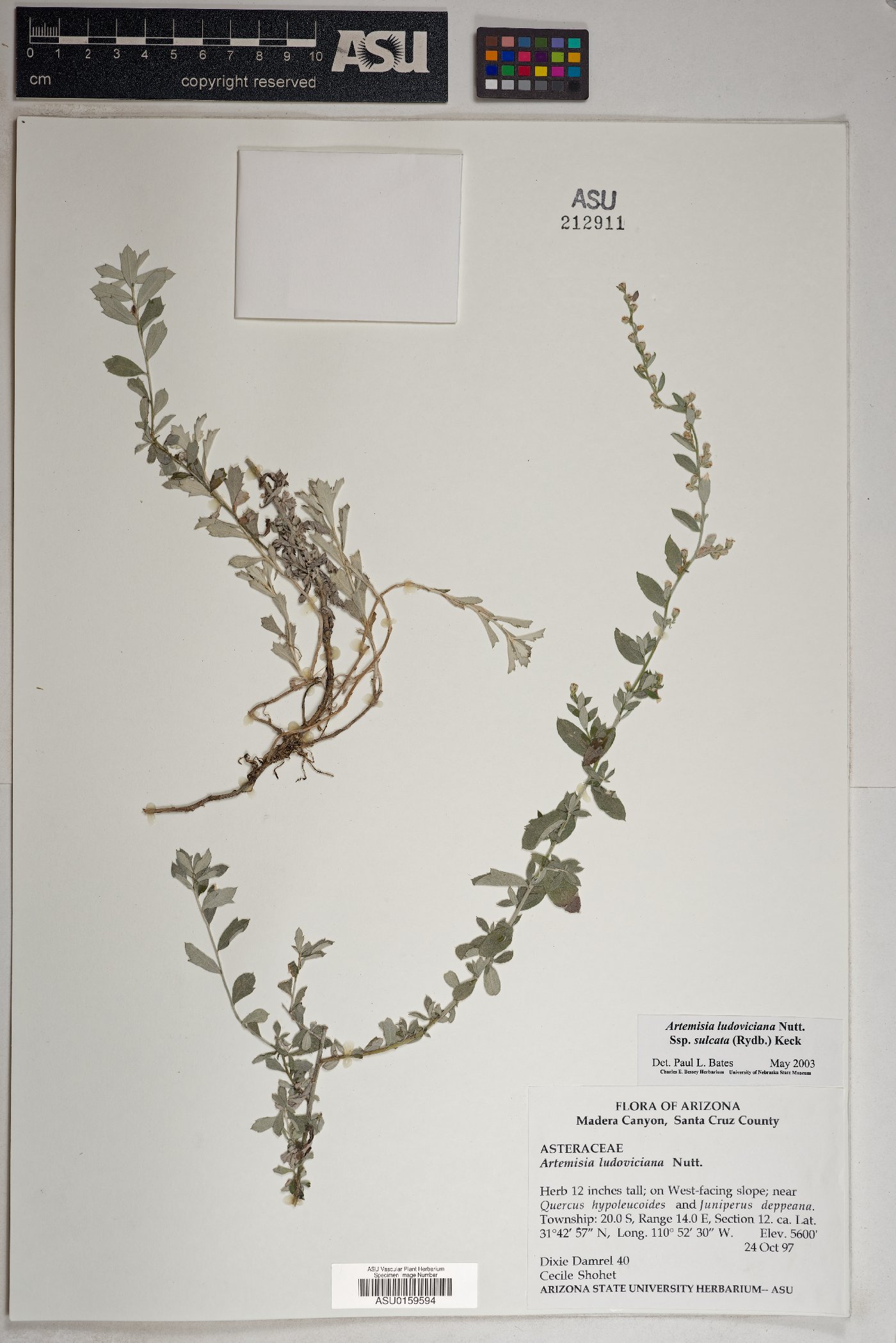 Artemisia ludoviciana subsp. sulcata image