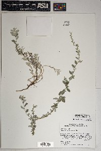 Artemisia ludoviciana subsp. sulcata image