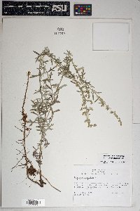 Artemisia ludoviciana subsp. sulcata image