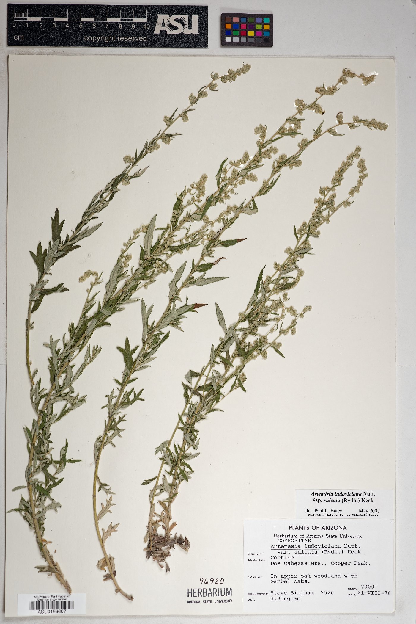 Artemisia ludoviciana subsp. sulcata image