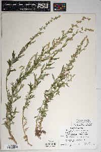 Artemisia ludoviciana subsp. sulcata image