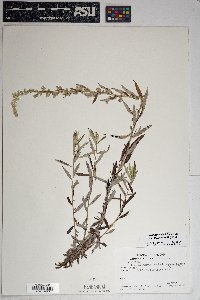 Artemisia ludoviciana subsp. sulcata image