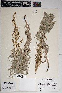 Artemisia ludoviciana subsp. sulcata image