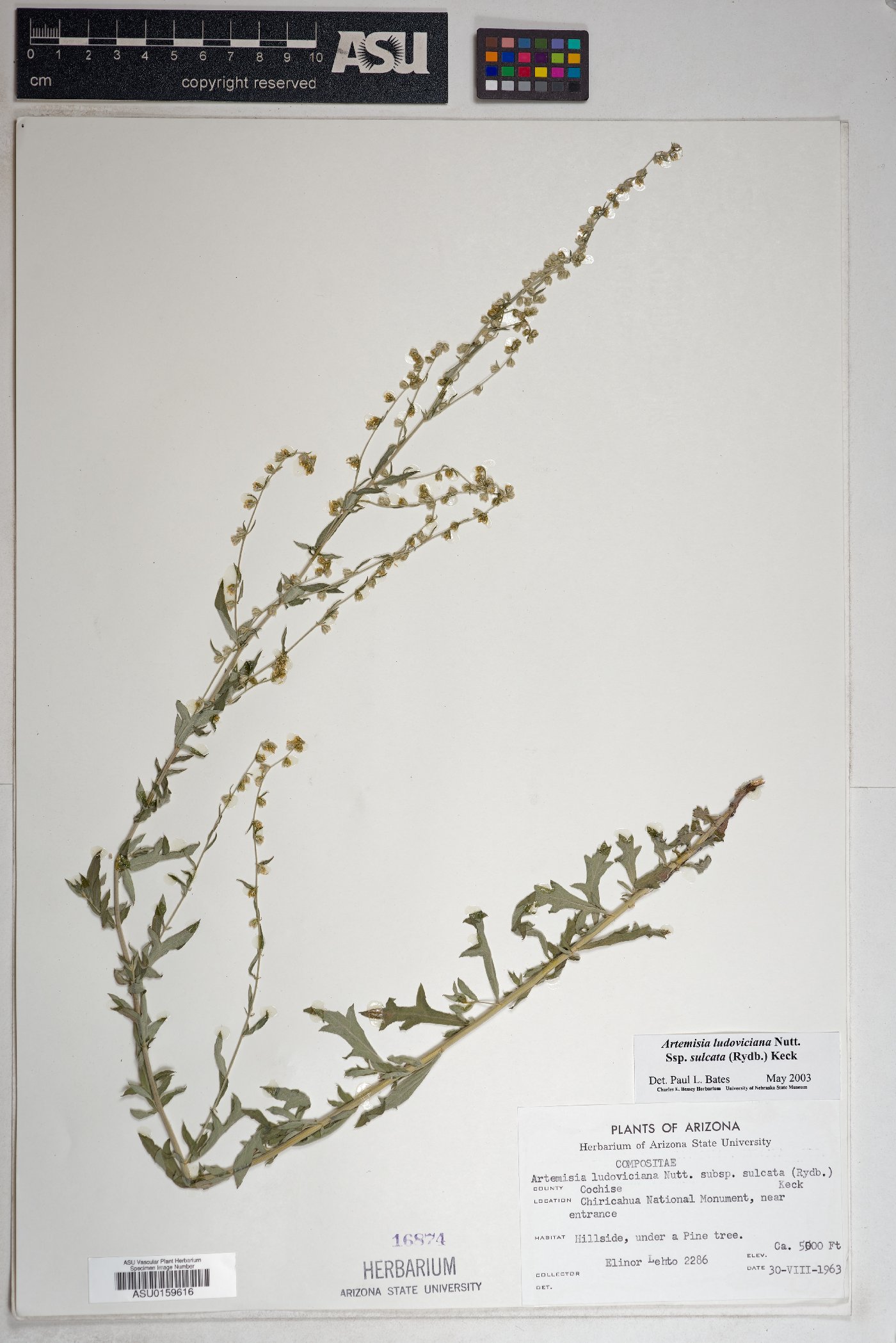 Artemisia ludoviciana subsp. sulcata image