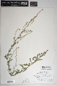 Artemisia ludoviciana subsp. sulcata image