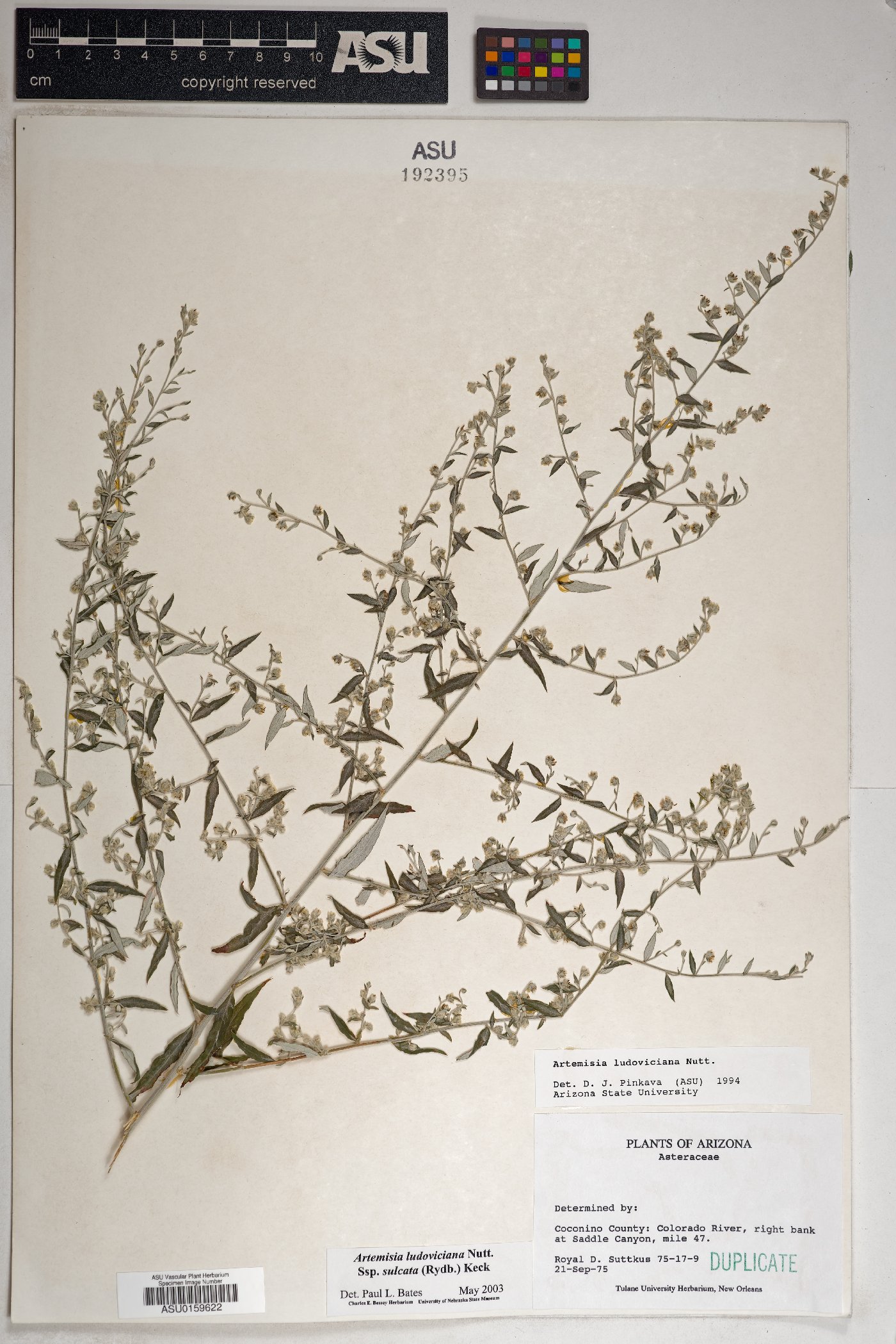 Artemisia ludoviciana subsp. sulcata image