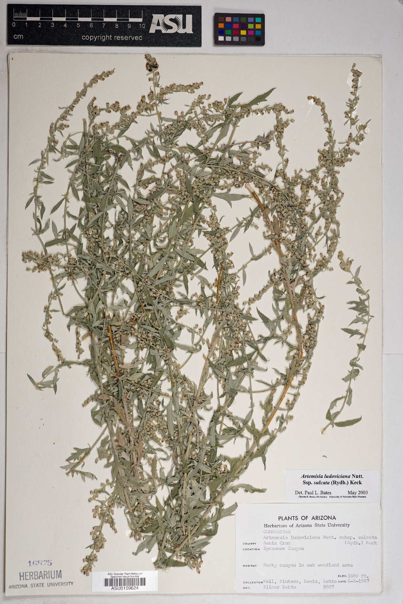 Artemisia ludoviciana subsp. sulcata image