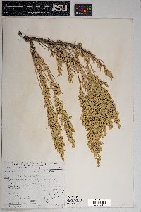 Artemisia tridentata image