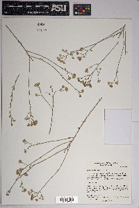 Baccharis brachyphylla image