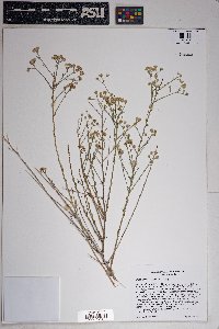 Baccharis brachyphylla image