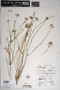 Baccharis brachyphylla image