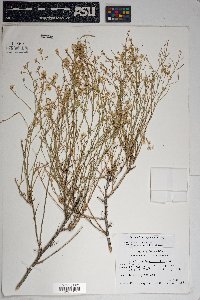 Baccharis brachyphylla image