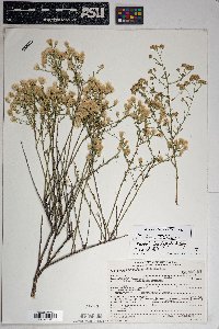 Baccharis brachyphylla image