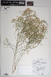 Baccharis brachyphylla image