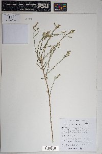 Baccharis brachyphylla image