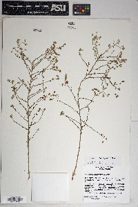 Baccharis brachyphylla image