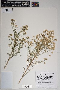 Baccharis brachyphylla image