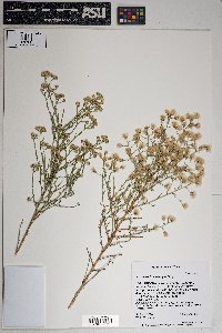 Baccharis brachyphylla image