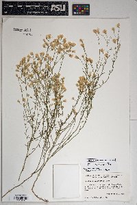 Baccharis brachyphylla image